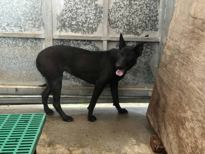 桃園市待認養狗｜混種犬｜黑色｜母