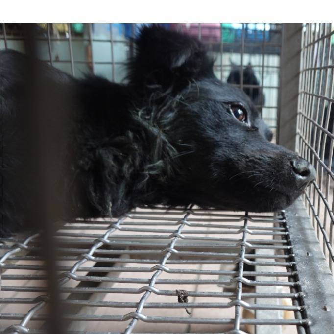 台南市待認養狗 混種犬