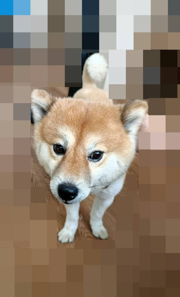 嘉義市待認養狗 柴犬