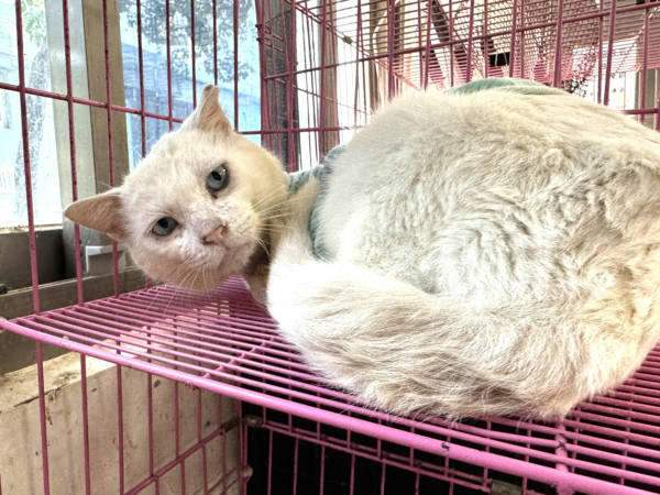 苗栗縣待認養貓 混種貓