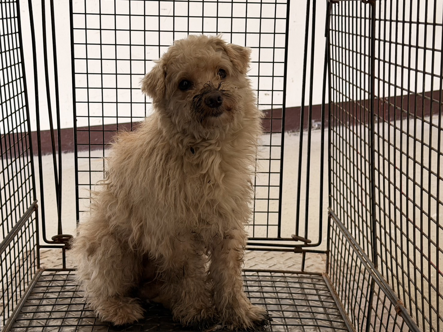 桃園市待認養狗 貴賓犬