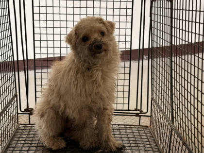 桃園市待認養狗｜貴賓犬｜白色｜公
