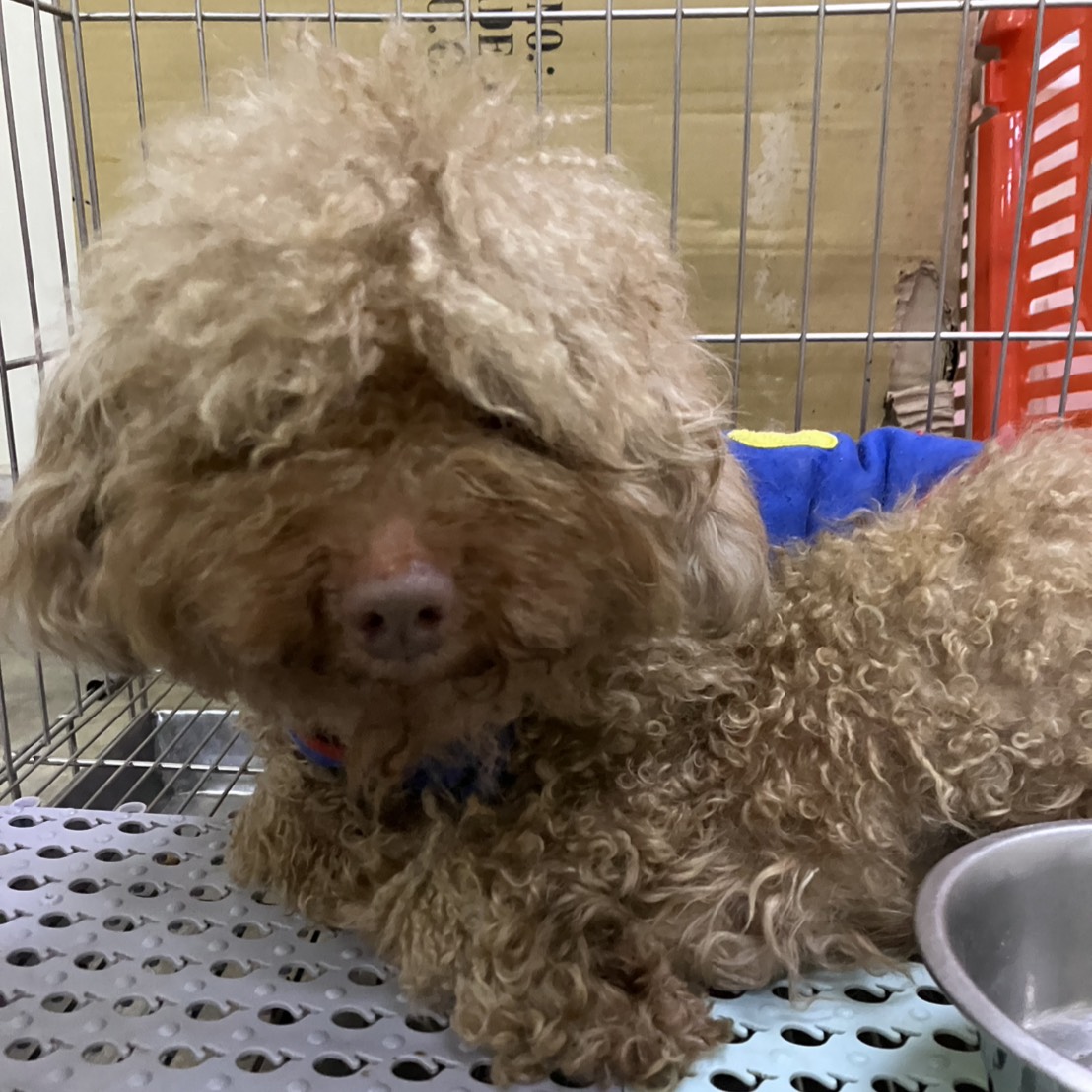 新北市待認養狗 貴賓犬