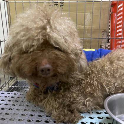 新北市待認養狗｜貴賓犬｜咖啡色｜公