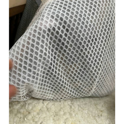 新北市待認養貓｜混種貓｜母