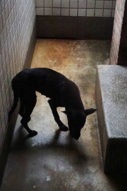 宜蘭縣待認養狗｜混種犬｜黑色｜母