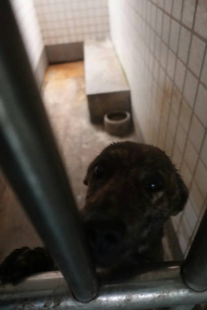 宜蘭縣待認養狗｜混種犬｜虎斑色｜母