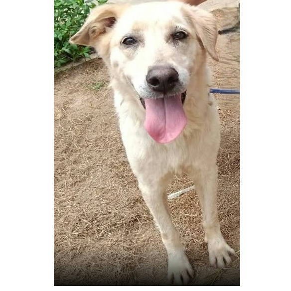 連江縣待認養狗 混種犬