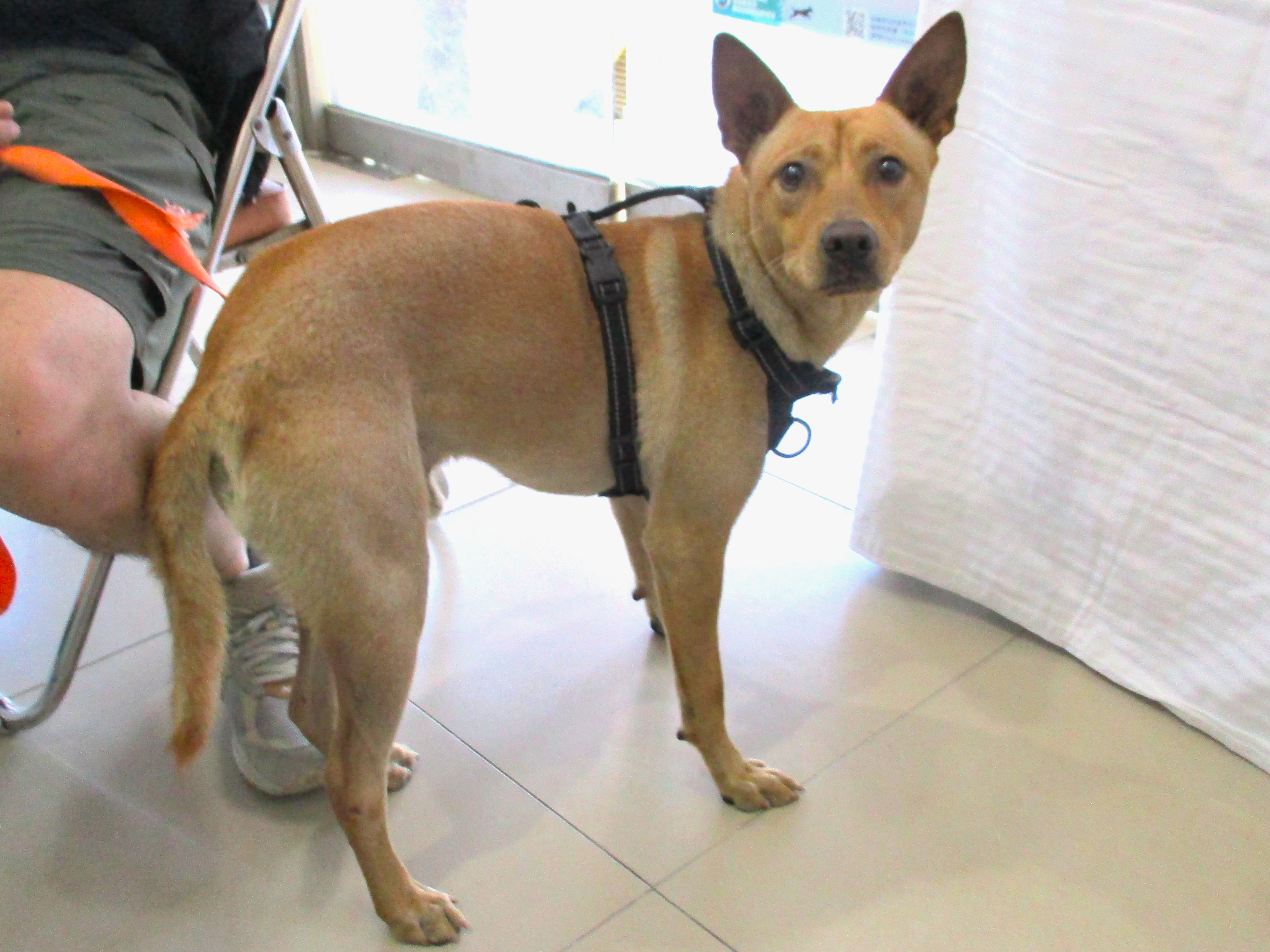 高雄市待認養狗 混種犬