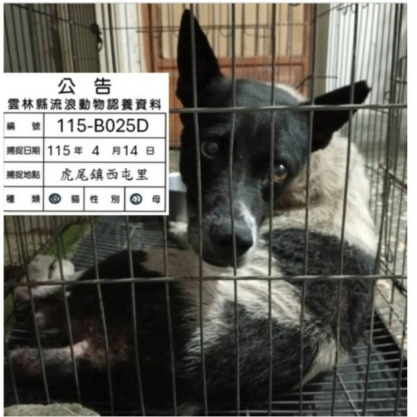 雲林縣待認養狗 混種犬