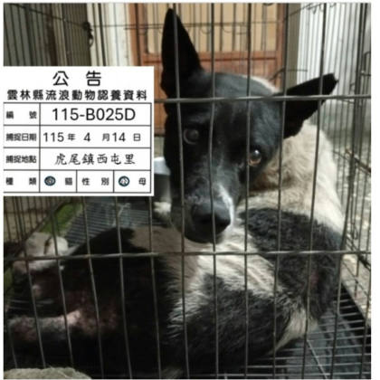 雲林縣待認養狗｜混種犬｜黑白色｜公
