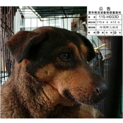 雲林縣待認養狗｜混種犬｜黑黃色｜公