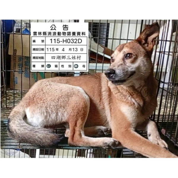 雲林縣待認養狗 混種犬