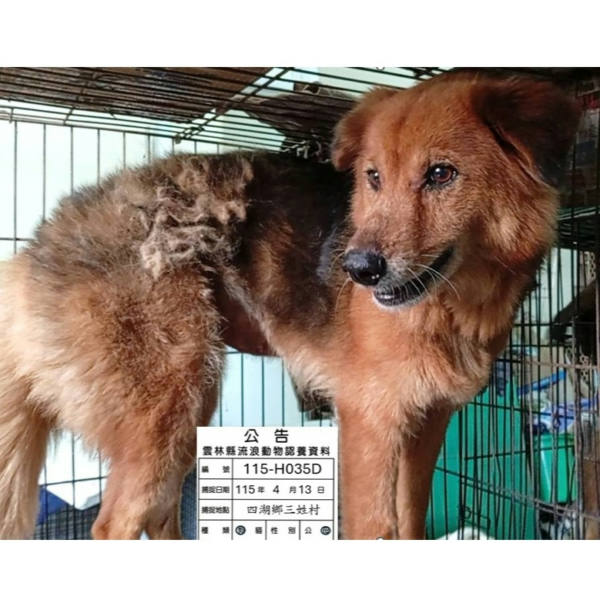 雲林縣待認養狗 混種犬