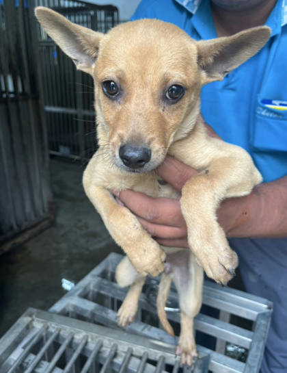 彰化縣待認養狗｜混種犬｜黃色｜母