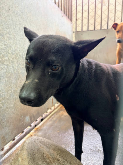 彰化縣待認養狗｜混種犬｜黑色｜公