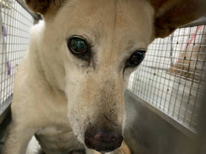 台北市待認養狗｜混種犬｜黃色｜公