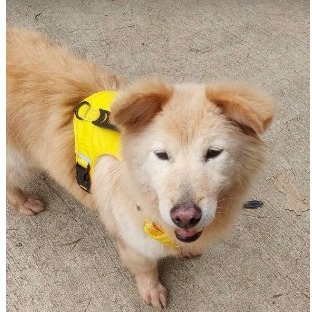 連江縣已領養狗 混種犬