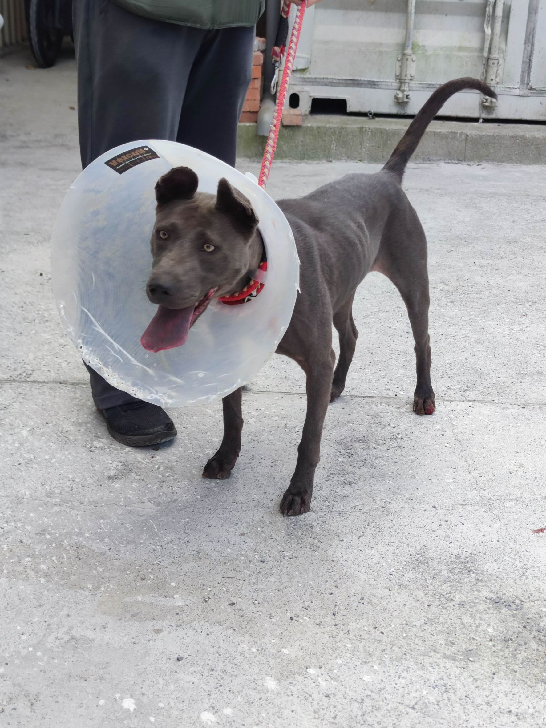 新北市待認養狗 泰國脊背犬(泰皇犬)