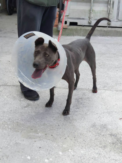 新北市待認養狗｜泰國脊背犬(泰皇犬)｜黑色｜母