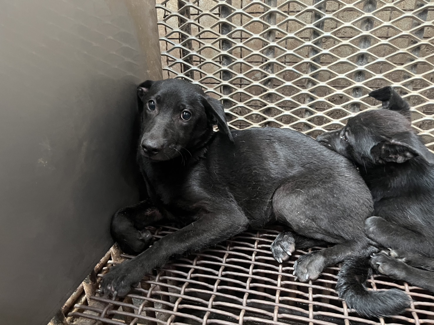 彰化縣待認養狗 混種犬