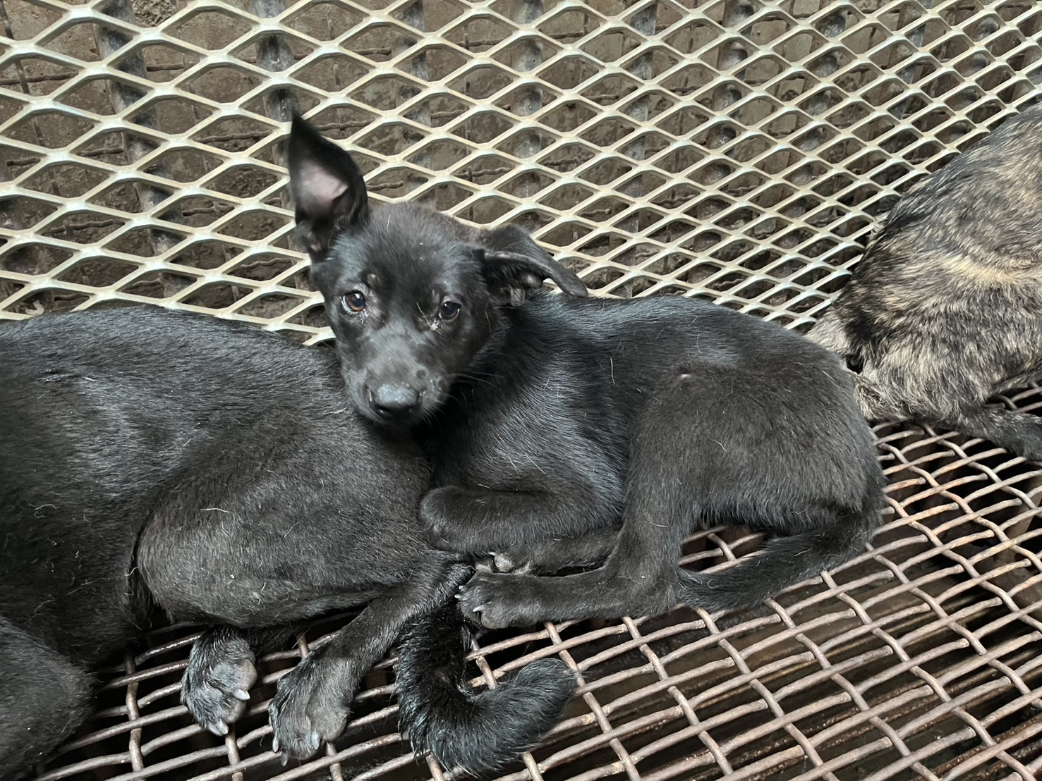 彰化縣待認養狗 混種犬