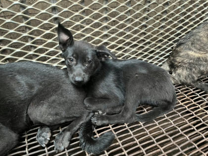 彰化縣待認養狗｜混種犬｜黑色｜母