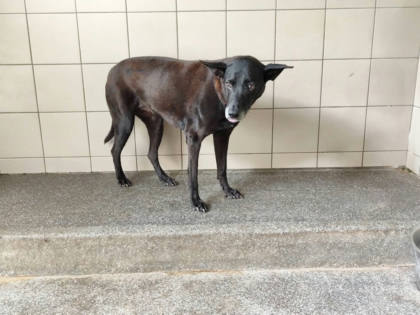 高雄市待認養狗｜混種犬｜黑色｜母