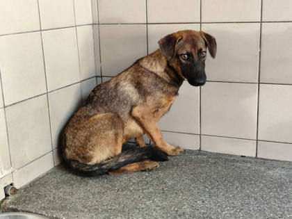 高雄市待認養狗｜混種犬｜黃色｜公