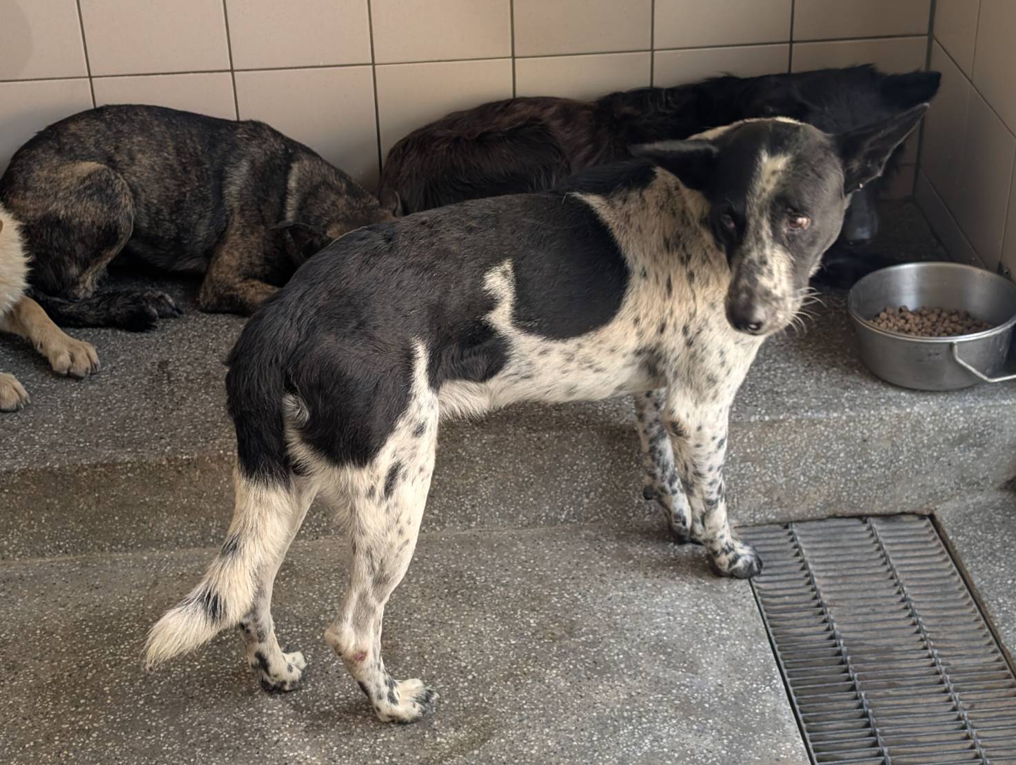 高雄市待認養狗 混種犬