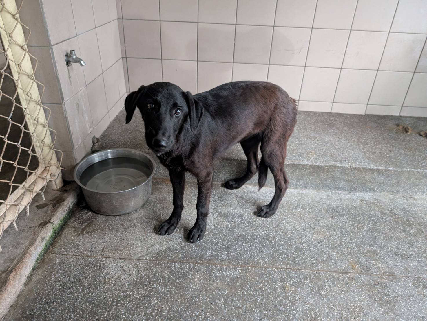 高雄市待認養狗 混種犬