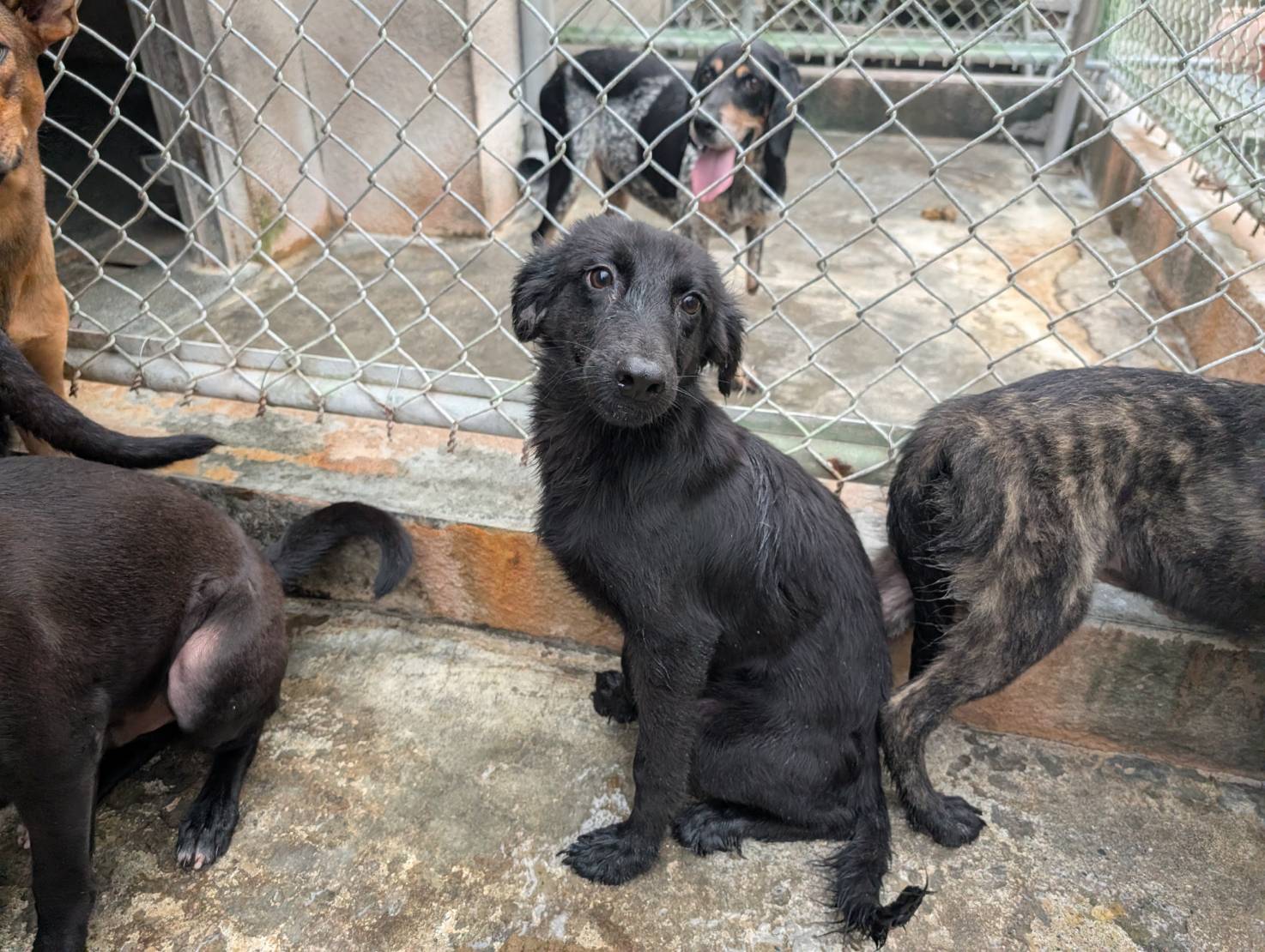 高雄市待認養狗 混種犬