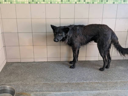 高雄市待認養狗｜混種犬｜黑色｜公
