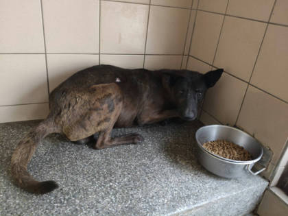 高雄市待認養狗｜混種犬｜黑色｜公