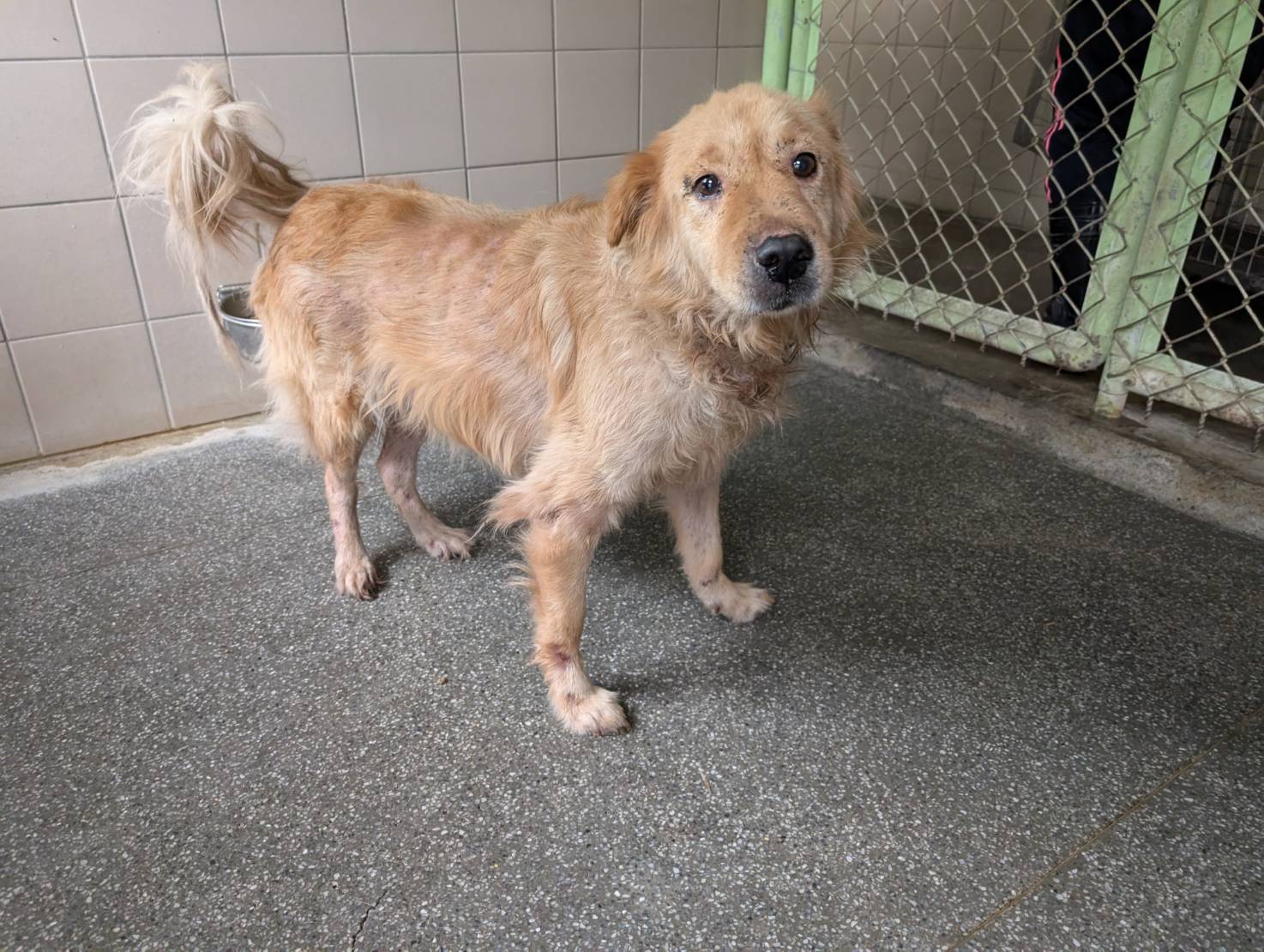 高雄市待認養狗 混種犬