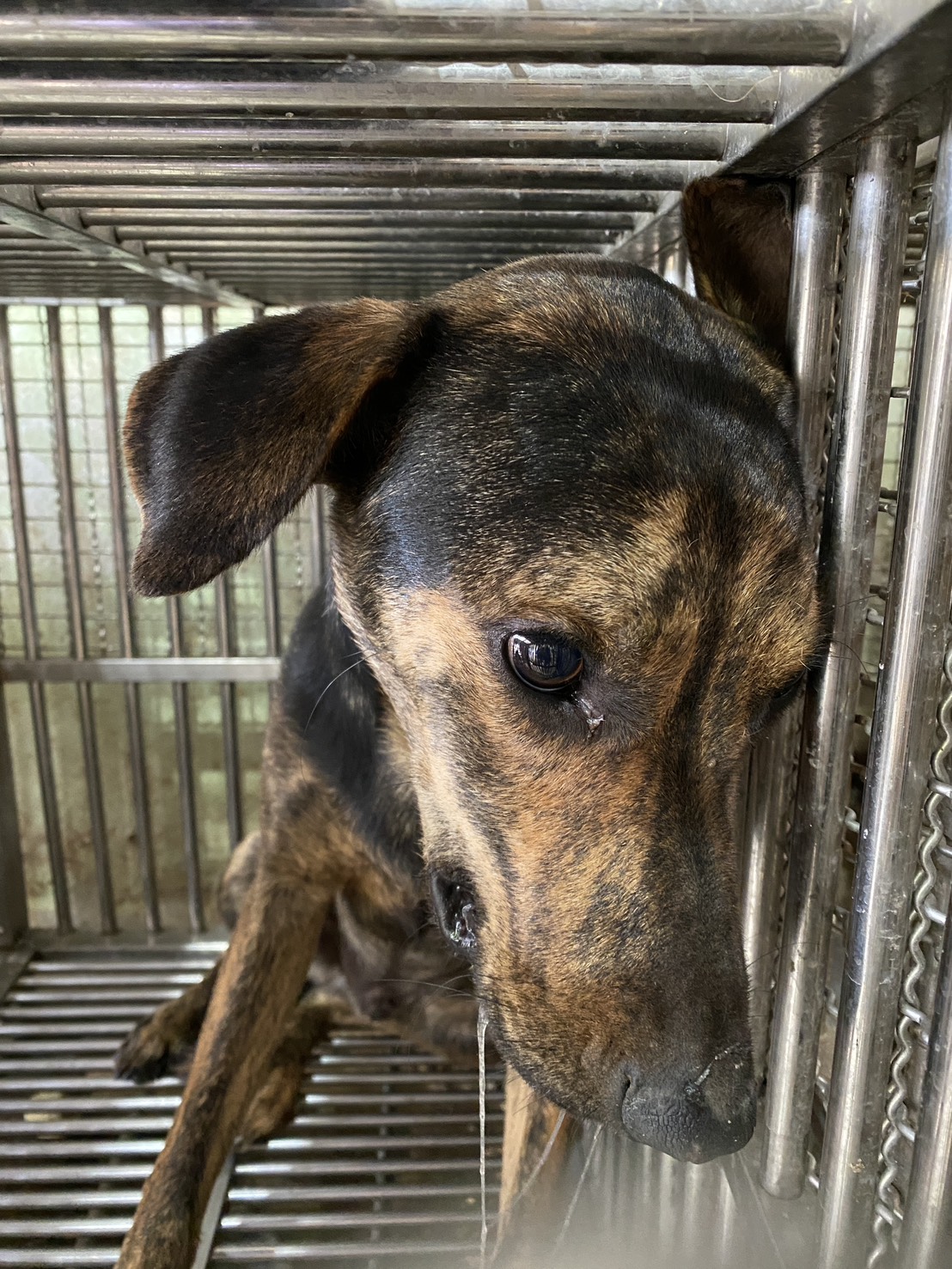 台南市待認養狗 混種犬