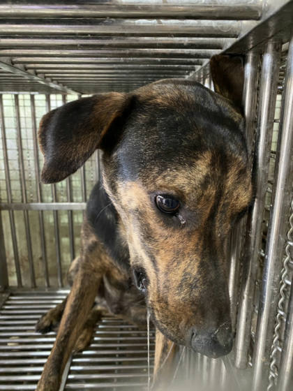 台南市待認養狗｜混種犬｜虎斑色｜公
