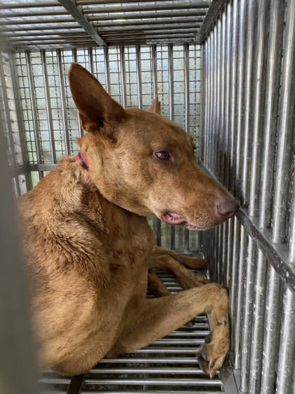 台南市待認養狗｜混種犬｜黃色｜公