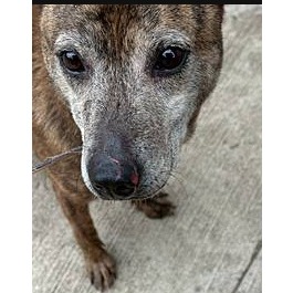 連江縣已領養狗 混種犬