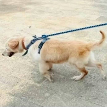 連江縣待認養狗｜混種犬｜米色｜母