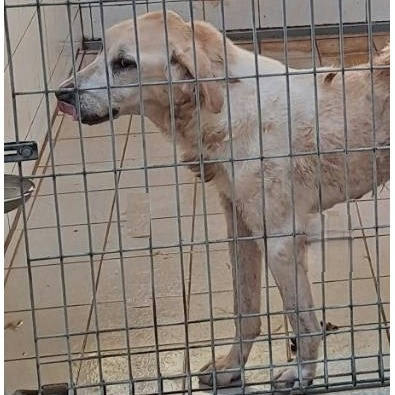 連江縣待認養狗｜混種犬｜米色｜母