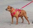 連江縣待認養狗｜混種犬｜棕色｜母