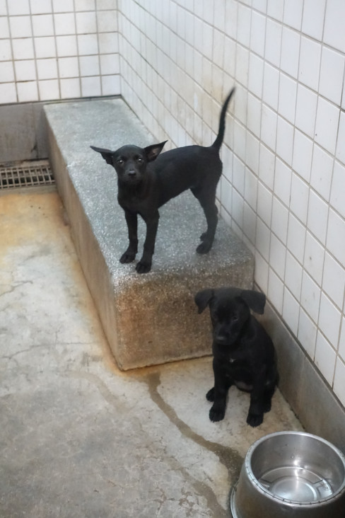 宜蘭縣待認養狗 混種犬
