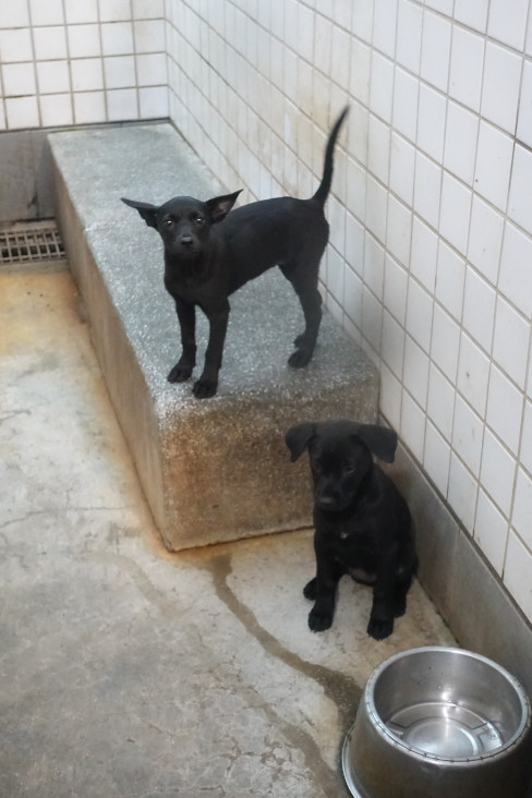 宜蘭縣待認養狗 混種犬