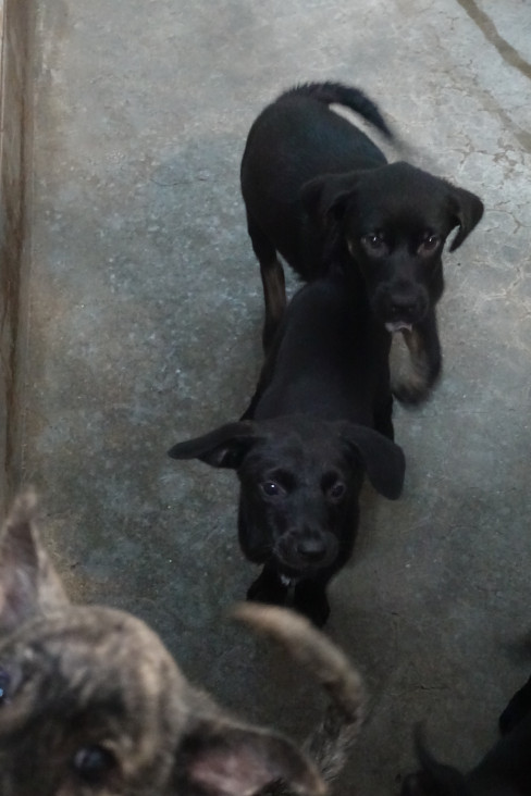 宜蘭縣待認養狗 混種犬