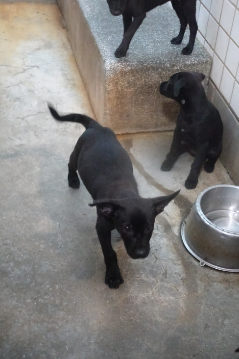 宜蘭縣待認養狗 混種犬