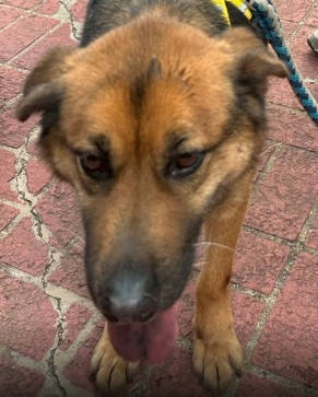 連江縣待認養狗｜混種犬｜黑棕色｜公