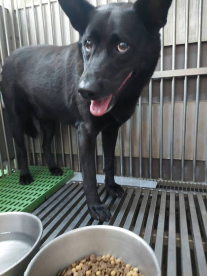 新北市待認養狗｜混種犬｜黑色｜公
