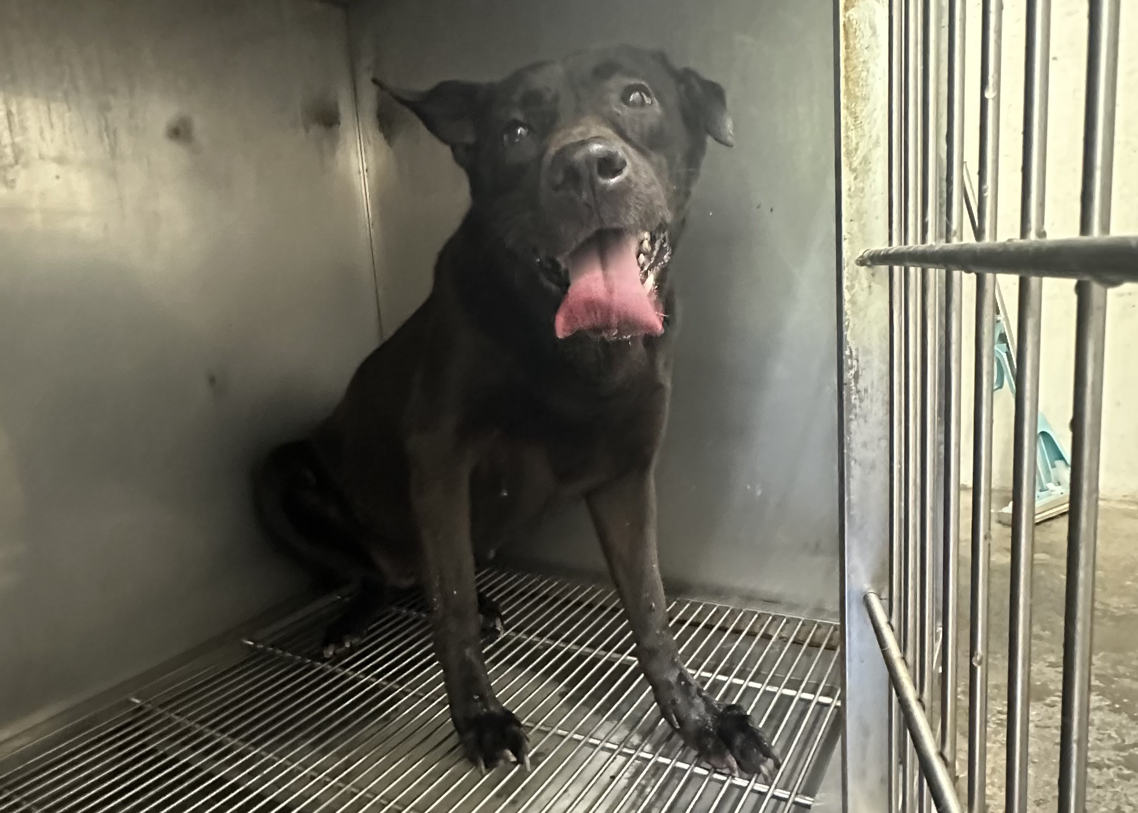 台北市待認養狗 混種犬