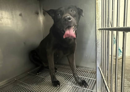 台北市待認養狗｜混種犬｜黑色｜母